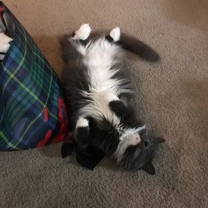 Meet your Posher, Kale